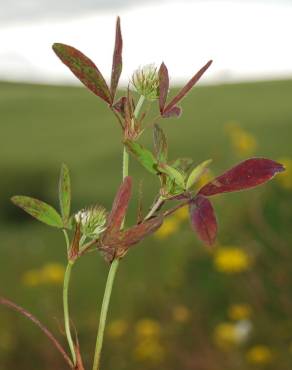 Fotografia 5 da espécie Trifolium squarrosum no Jardim Botânico UTAD