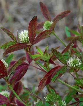 Fotografia 6 da espécie Trifolium squarrosum no Jardim Botânico UTAD