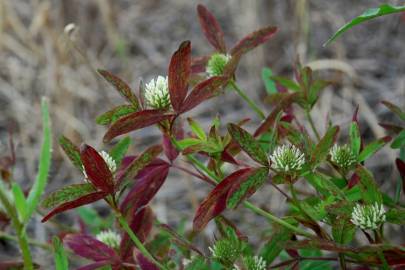 Fotografia da espécie Trifolium squarrosum