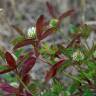 Fotografia 6 da espécie Trifolium squarrosum do Jardim Botânico UTAD