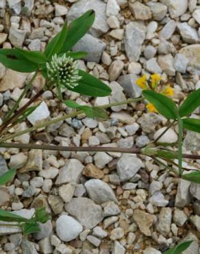 Fotografia 7 da espécie Trifolium squarrosum no Jardim Botânico UTAD