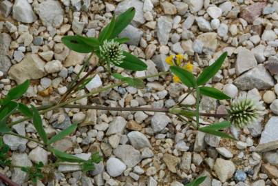 Fotografia da espécie Trifolium squarrosum