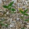 Fotografia 7 da espécie Trifolium squarrosum do Jardim Botânico UTAD