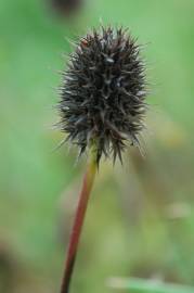 Fotografia da espécie Trifolium squarrosum