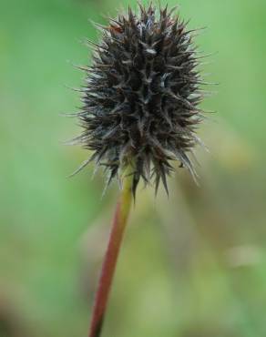 Fotografia 8 da espécie Trifolium squarrosum no Jardim Botânico UTAD