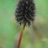 Fotografia 8 da espécie Trifolium squarrosum do Jardim Botânico UTAD