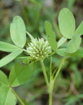 Fotografia 9 da espécie Trifolium squarrosum no Jardim Botânico UTAD