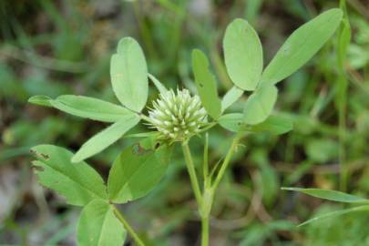 Fotografia da espécie Trifolium squarrosum