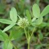 Fotografia 9 da espécie Trifolium squarrosum do Jardim Botânico UTAD