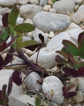 Fotografia 10 da espécie Trifolium squarrosum no Jardim Botânico UTAD