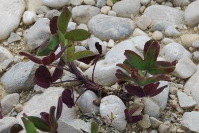 Fotografia da espécie Trifolium squarrosum