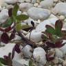 Fotografia 10 da espécie Trifolium squarrosum do Jardim Botânico UTAD