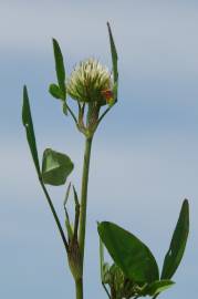 Fotografia da espécie Trifolium squarrosum