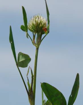 Fotografia 11 da espécie Trifolium squarrosum no Jardim Botânico UTAD