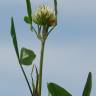 Fotografia 11 da espécie Trifolium squarrosum do Jardim Botânico UTAD
