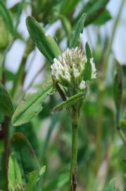 Fotografia da espécie Trifolium squarrosum