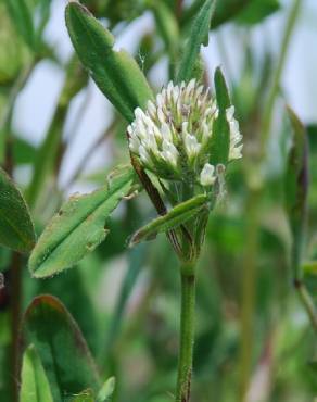 Fotografia 12 da espécie Trifolium squarrosum no Jardim Botânico UTAD