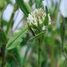 Fotografia 12 da espécie Trifolium squarrosum do Jardim Botânico UTAD