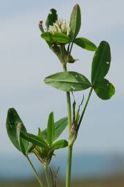 Fotografia da espécie Trifolium squarrosum