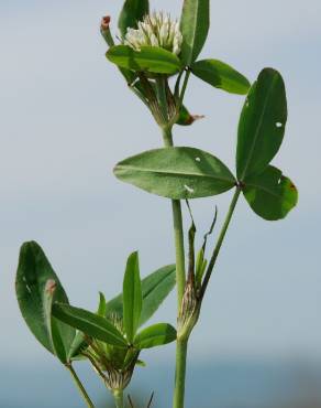 Fotografia 13 da espécie Trifolium squarrosum no Jardim Botânico UTAD