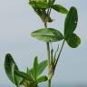 Fotografia 13 da espécie Trifolium squarrosum do Jardim Botânico UTAD