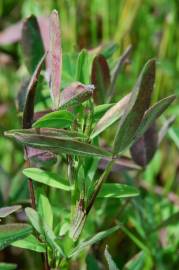 Fotografia da espécie Trifolium squarrosum