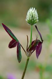 Fotografia da espécie Trifolium squarrosum