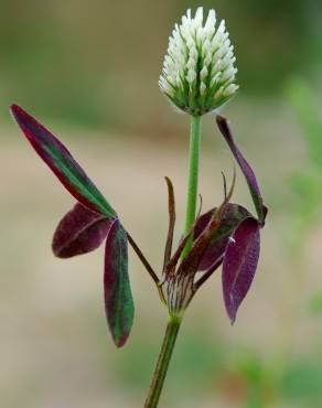 Fotografia 15 da espécie Trifolium squarrosum no Jardim Botânico UTAD