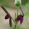 Fotografia 15 da espécie Trifolium squarrosum do Jardim Botânico UTAD