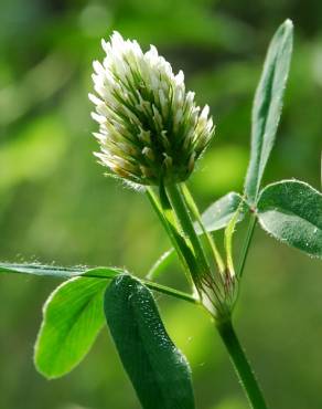 Fotografia 16 da espécie Trifolium squarrosum no Jardim Botânico UTAD