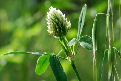 Fotografia da espécie Trifolium squarrosum