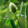 Fotografia 16 da espécie Trifolium squarrosum do Jardim Botânico UTAD