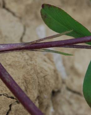 Fotografia 17 da espécie Trifolium squarrosum no Jardim Botânico UTAD