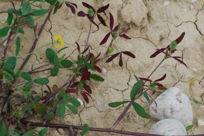 Fotografia da espécie Trifolium squarrosum