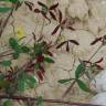 Fotografia 18 da espécie Trifolium squarrosum do Jardim Botânico UTAD