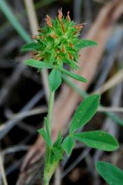 Fotografia da espécie Trifolium squamosum