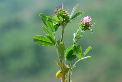 Fotografia da espécie Trifolium squamosum