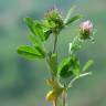 Fotografia 11 da espécie Trifolium squamosum do Jardim Botânico UTAD