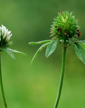 Fotografia 13 da espécie Trifolium squamosum no Jardim Botânico UTAD