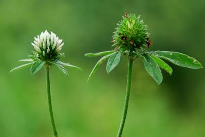 Fotografia da espécie Trifolium squamosum