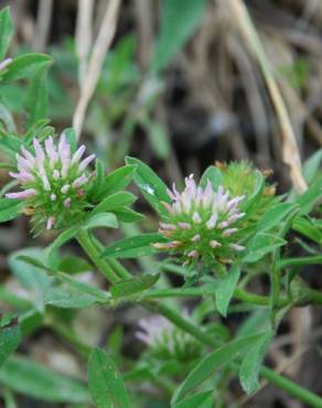 Fotografia 14 da espécie Trifolium squamosum no Jardim Botânico UTAD