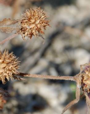 Fotografia 16 da espécie Trifolium squamosum no Jardim Botânico UTAD