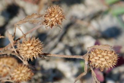 Fotografia da espécie Trifolium squamosum