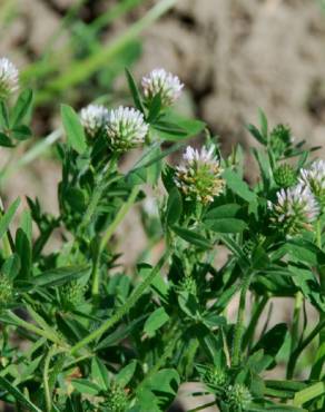 Fotografia 17 da espécie Trifolium squamosum no Jardim Botânico UTAD