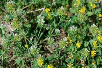 Fotografia da espécie Trifolium squamosum