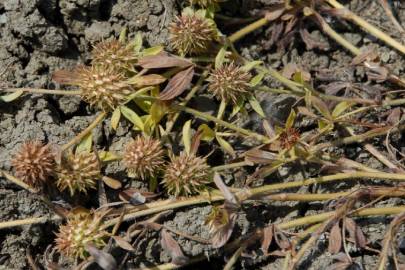 Fotografia da espécie Trifolium squamosum