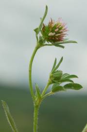 Fotografia da espécie Trifolium squamosum