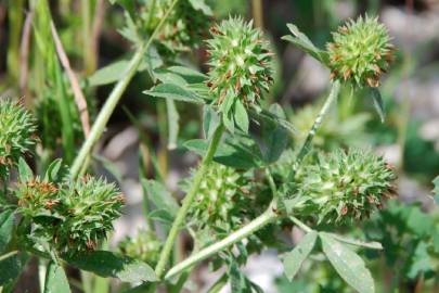 Fotografia da espécie Trifolium squamosum