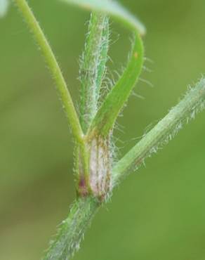 Fotografia 30 da espécie Trifolium squamosum no Jardim Botânico UTAD