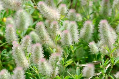 Fotografia da espécie Trifolium arvense var. arvense